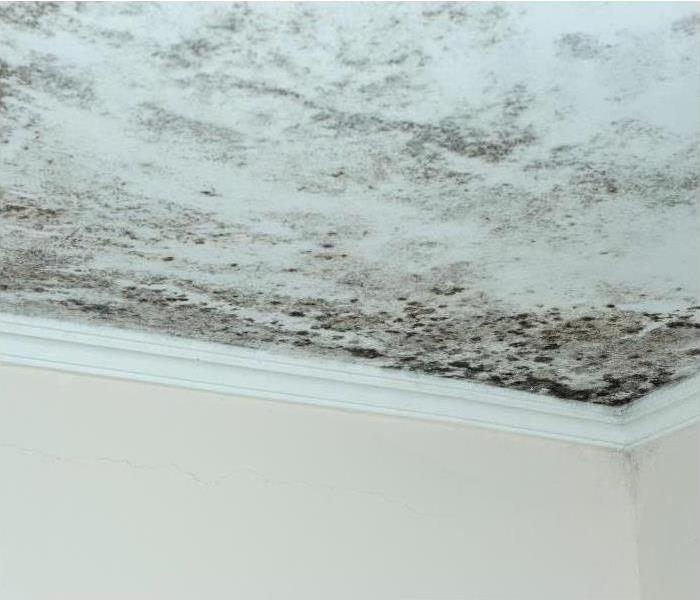 If you suspect mold in your home, call SERVPRO!